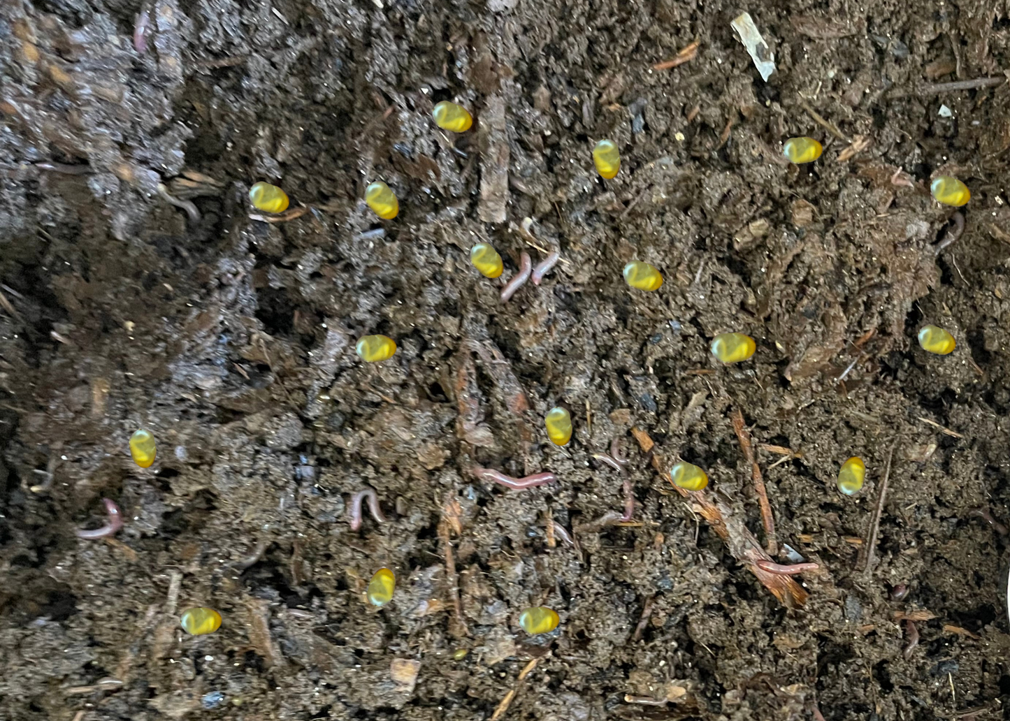 Nightcrawler Cocoons