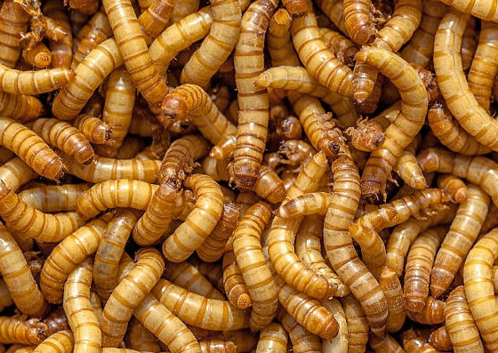 Regular Mealworms