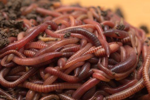 red wiggler worms in potted plants SALE! Pure Red Wiggler Composting Worms – Utah Worm Company