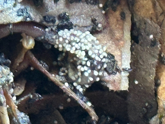 Composting Mites