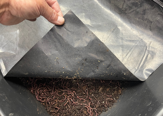 Worms
Worm Farm
Red Wigglers
Gardening
Composting
Organic