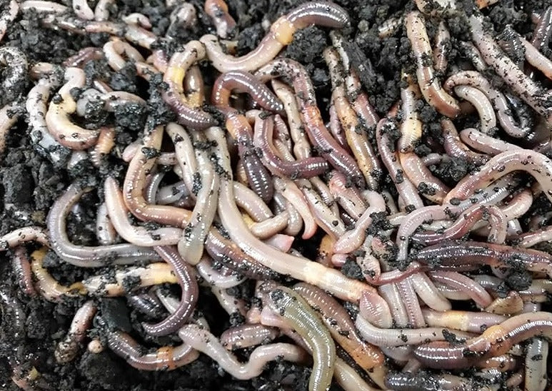 Canadian Nightcrawler Earthworms 