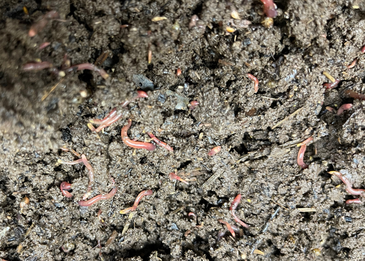 ONE-TIME OFFER - Bag Of Baby Worms