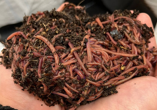 Red Worm Composting Mix