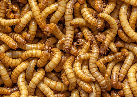 Regular Mealworms