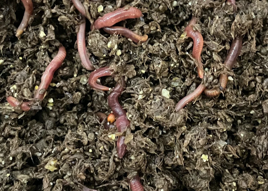 vermiculture