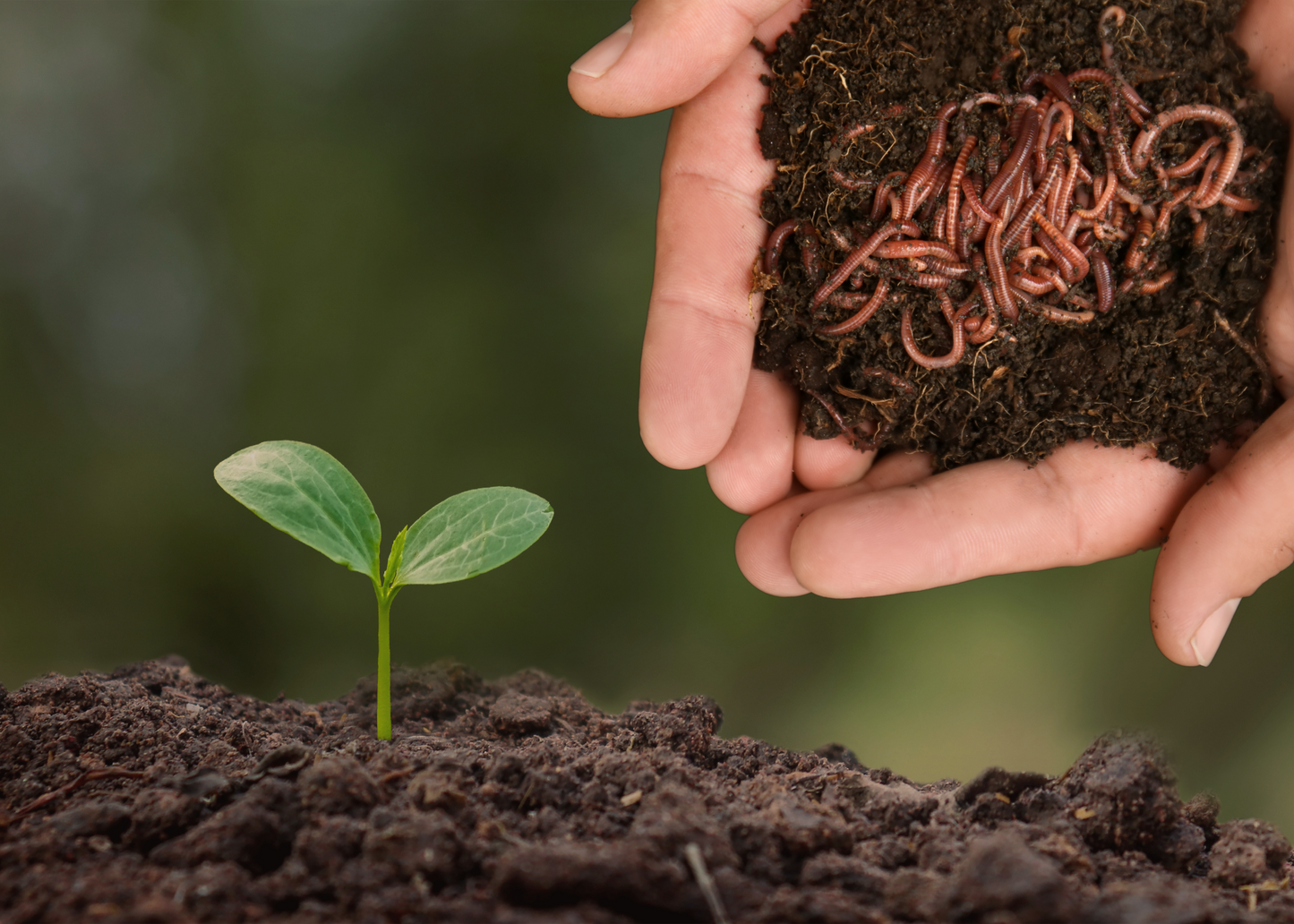 Worms
Worm Farming
Vermicompost
Temperature
Soil
Worm Tea
Compost
Gardening
Vermiculture
Utah Worm Company
Red Wigglers
Nightcrawlers